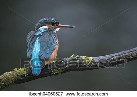 "Kingfisher (Alcedo atthis), Emsland, Lower Saxony, Germany, Europe" View Large Photo Image Stock Photo - "Kingfisher (Alcedo atthis), Emsland, Lower Saxony, Germany, Europe". Fotosearch