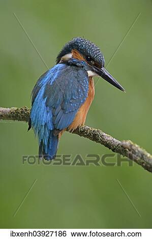 Stock Photograph - "Kingfisher (Alcedo atthis), Emsland, Lower Saxony, Germany, Europe". Fotosearch
