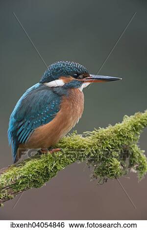"Kingfisher (Alcedo atthis), Emsland, Lower Saxony, Germany, Europe" View Large Photo Image Stock Photograph - "Kingfisher (Alcedo atthis), Emsland, Lower Saxony, Germany, Europe". Fotosearch