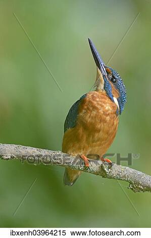 "Kingfisher (Alcedo atthis), Emsland, Lower Saxony, Germany, Europe" View Large Photo Image Stock Photography - "Kingfisher (Alcedo atthis), Emsland, Lower Saxony, Germany, Europe". Fotosearch