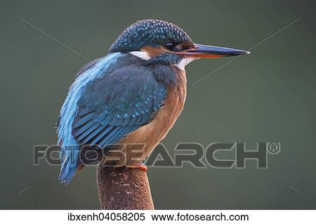 "Kingfisher (Alcedo atthis), Emsland, Lower Saxony, Germany, Europe" View Large Photo Image Stock Photography - "Kingfisher (Alcedo atthis), Emsland, Lower Saxony, Germany, Europe". Fotosearch
