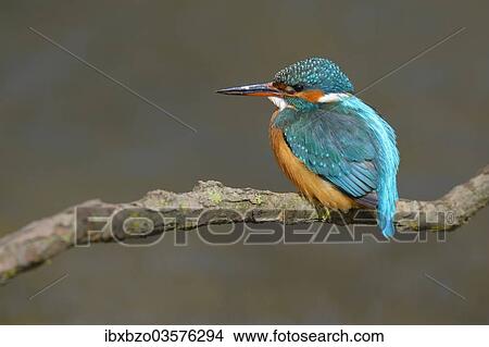"Kingfisher (Alcedo atthis), female perched, Swabian Alb biosphere reserve, Baden-Wurttemberg, Germany, Europe" View Large Photo Image Picture - "Kingfisher (Alcedo atthis), female perched, Swabian Alb biosphere reserve, Baden-Wurttemberg, Germany, Europe". Fotosearch