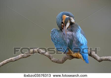 "Kingfisher (Alcedo atthis), female preening, Swabian Alb biosphere reserve, Baden-Wurttemberg, Germany, Europe" View Large Photo Image Stock Image - "Kingfisher (Alcedo atthis), female preening, Swabian Alb biosphere reserve, Baden-Wurttemberg, Germany, Europe". Fotosearch