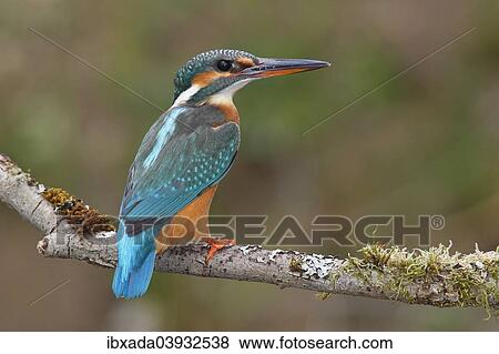 "Kingfisher (Alcedo atthis), female perched on a branch, North Rhine-Westphalia, Germany, Europe" View Large Photo Image Stock Photo - "Kingfisher (Alcedo atthis), female perched on a branch, North Rhine-Westphalia, Germany, Europe". Fotosearch
