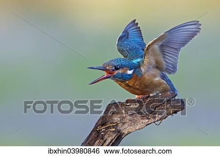 "Kingfisher (Alcedo atthis), female, threatening, Middle Elbe, Saxony-Anhalt, Germany, Europe" View Large Photo Image Stock Photograph - "Kingfisher (Alcedo atthis), female, threatening, Middle Elbe, Saxony-Anhalt, Germany, Europe". Fotosearch