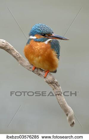 "Kingfisher (Alcedo atthis), female perched, Swabian Alb biosphere reserve, Baden-Wurttemberg, Germany, Europe" View Large Photo Image Stock Photography - "Kingfisher (Alcedo atthis), female perched, Swabian Alb biosphere reserve, Baden-Wurttemberg, Germany, Europe". Fotosearch