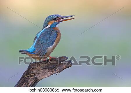 "Kingfisher (Alcedo atthis), female, threatening, Middle Elbe, Saxony-Anhalt, Germany, Europe" View Large Photo Image Stock Photography - "Kingfisher (Alcedo atthis), female, threatening, Middle Elbe, Saxony-Anhalt, Germany, Europe". Fotosearch