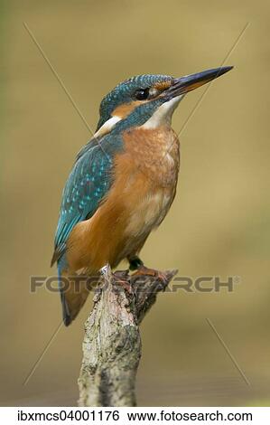 "Kingfisher (Alcedo atthis), Germany, Europe" View Large Photo Image Stock Photograph - "Kingfisher (Alcedo atthis), Germany, Europe". Fotosearch