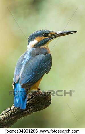 "Kingfisher (Alcedo atthis), Germany, Europe" View Large Photo Image Stock Photograph - "Kingfisher (Alcedo atthis), Germany, Europe". Fotosearch