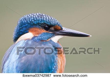 "Kingfisher (Alcedo atthis), Hesse, Germany, Europe" View Large Photo Image Stock Photo - "Kingfisher (Alcedo atthis), Hesse, Germany, Europe". Fotosearch
