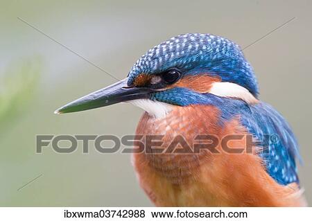 "Kingfisher (Alcedo atthis), Hesse, Germany, Europe" View Large Photo Image Stock Photo - "Kingfisher (Alcedo atthis), Hesse, Germany, Europe". Fotosearch