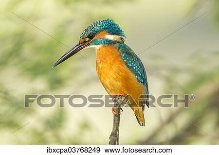 "Kingfisher (Alcedo atthis), Keoladeo National Park, Rajasthan, India, Asia" View Large Photo Image Stock Photo - "Kingfisher (Alcedo atthis), Keoladeo National Park, Rajasthan, India, Asia". Fotosearch
