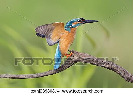 "Kingfisher (Alcedo atthis), male on perch, Middle Elbe, Saxony-Anhalt, Germany, Europe" View Large Photo Image Picture - "Kingfisher (Alcedo atthis), male on perch, Middle Elbe, Saxony-Anhalt, Germany, Europe". Fotosearch