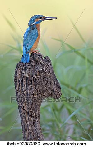 "Kingfisher (Alcedo atthis), male on perch, Middle Elbe, Saxony-Anhalt, Germany, Europe" View Large Photo Image Stock Image - "Kingfisher (Alcedo atthis), male on perch, Middle Elbe, Saxony-Anhalt, Germany, Europe". Fotosearch
