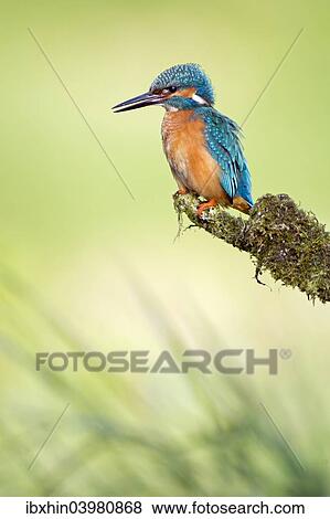 "Kingfisher (Alcedo atthis), male on perch, Middle Elbe, Saxony-Anhalt, Germany, Europe" View Large Photo Image Stock Photo - "Kingfisher (Alcedo atthis), male on perch, Middle Elbe, Saxony-Anhalt, Germany, Europe". Fotosearch