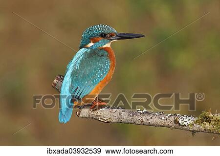 "Kingfisher (Alcedo atthis), male perched on a branch, North Rhine-Westphalia, Germany, Europe" View Large Photo Image Stock Photo - "Kingfisher (Alcedo atthis), male perched on a branch, North Rhine-Westphalia, Germany, Europe". Fotosearch