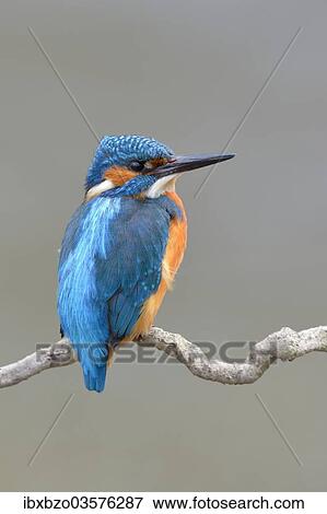 "Kingfisher (Alcedo atthis) male perched, Swabian Alb biosphere reserve, Baden-Wurttemberg, Germany, Europe" View Large Photo Image Stock Photo - "Kingfisher (Alcedo atthis) male perched, Swabian Alb biosphere reserve, Baden-Wurttemberg, Germany, Europe". Fotosearch