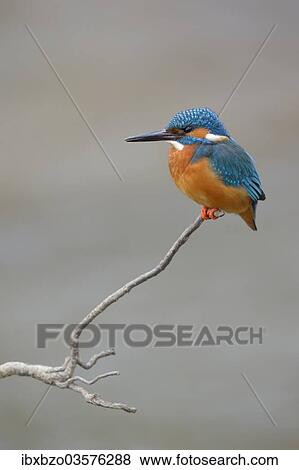"Kingfisher (Alcedo atthis) male perched, Swabian Alb biosphere reserve, Baden-Wurttemberg, Germany, Europe" View Large Photo Image Stock Photo - "Kingfisher (Alcedo atthis) male perched, Swabian Alb biosphere reserve, Baden-Wurttemberg, Germany, Europe". Fotosearch
