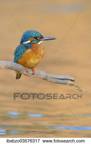 "Kingfisher (Alcedo atthis) male perched, Swabian Alb biosphere reserve, Baden-Wurttemberg, Germany, Europe" View Large Photo Image Stock Photo - "Kingfisher (Alcedo atthis) male perched, Swabian Alb biosphere reserve, Baden-Wurttemberg, Germany, Europe". Fotosearch