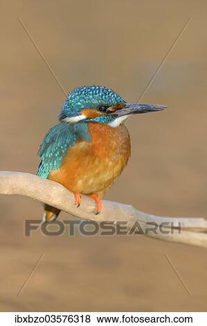 "Kingfisher (Alcedo atthis) male perched, Swabian Alb biosphere reserve, Baden-Wurttemberg, Germany, Europe" View Large Photo Image Stock Photo - "Kingfisher (Alcedo atthis) male perched, Swabian Alb biosphere reserve, Baden-Wurttemberg, Germany, Europe". Fotosearch