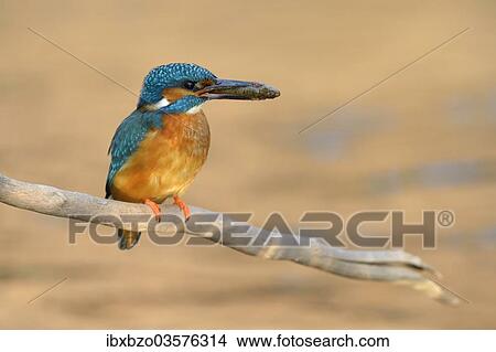 "Kingfisher (Alcedo atthis), male with prey, Swabian Alb biosphere reserve, Baden-Wurttemberg, Germany, Europe" View Large Photo Image Picture - "Kingfisher (Alcedo atthis), male with prey, Swabian Alb biosphere reserve, Baden-Wurttemberg, Germany, Europe". Fotosearch