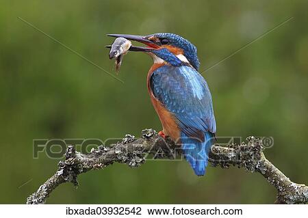 "Kingfisher (Alcedo atthis), male with a captured fish in his beak, perched on a branch, North Rhine-Westphalia, Germany, Europe" View Large Photo Image Stock Image - "Kingfisher (Alcedo atthis), male with a captured fish in his beak, perched on a branch, North Rhine-Westphalia, Germany, Europe". Fotosearch