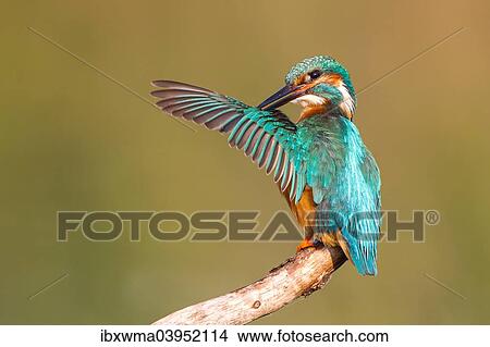 Picture - "Kingfisher (Alcedo atthis) on tree branch preening, North Hesse, Hesse, Germany, Europe". Fotosearch