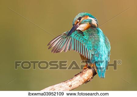 "Kingfisher (Alcedo atthis) on tree branch preening, North Hesse, Hesse, Germany, Europe" View Large Photo Image Stock Photo - "Kingfisher (Alcedo atthis) on tree branch preening, North Hesse, Hesse, Germany, Europe". Fotosearch