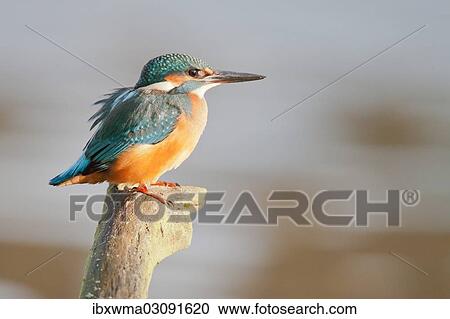"Kingfisher (Alcedo atthis) perched on a branch, North Hesse, Hesse, Germany, Europe" View Large Photo Image Stock Image - "Kingfisher (Alcedo atthis) perched on a branch, North Hesse, Hesse, Germany, Europe". Fotosearch