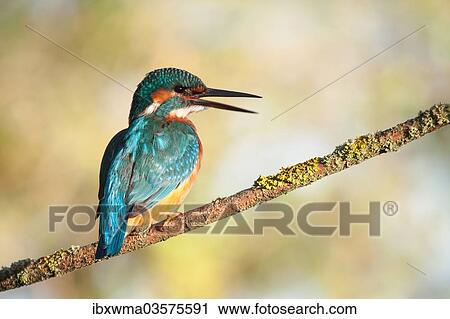 "Kingfisher (Alcedo atthis) perched on a branch, North Hesse, Hesse, Germany, Europe" View Large Photo Image Stock Image - "Kingfisher (Alcedo atthis) perched on a branch, North Hesse, Hesse, Germany, Europe". Fotosearch