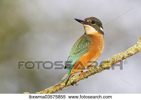 Stock Photography - "Kingfisher (Alcedo atthis) perched on a branch, North Hesse, Hesse, Germany, Europe". Fotosearch