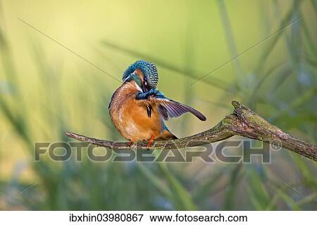 "Kingfisher (Alcedo atthis), preening male, middle Elbe, Saxony-Anhalt, Germany, Europe" View Large Photo Image Stock Photo - "Kingfisher (Alcedo atthis), preening male, middle Elbe, Saxony-Anhalt, Germany, Europe". Fotosearch