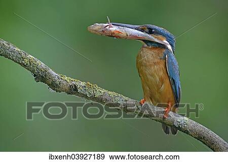 "Kingfisher (Alcedo atthis) with a captured fish, Emsland, Lower Saxony, Germany, Europe" View Large Photo Image Stock Photo - "Kingfisher (Alcedo atthis) with a captured fish, Emsland, Lower Saxony, Germany, Europe". Fotosearch