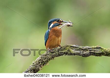 "Kingfisher (Alcedo atthis) with fish, Pistingtal, Lower Austria, Austria, Europe" View Large Photo Image Stock Image - "Kingfisher (Alcedo atthis) with fish, Pistingtal, Lower Austria, Austria, Europe". Fotosearch