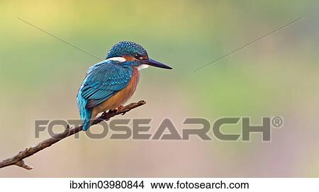 "Kingfisher (Alcedo atthis), young bird on perch, Middle Elbe, Saxony-Anhalt, Germany, Europe" View Large Photo Image Picture - "Kingfisher (Alcedo atthis), young bird on perch, Middle Elbe, Saxony-Anhalt, Germany, Europe". Fotosearch