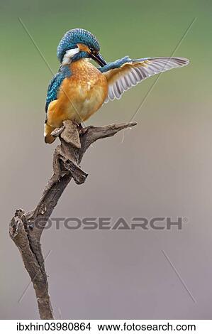 "Kingfisher (Alcedo atthis), young bird on perch preening, Middle Elbe, Saxony-Anhalt, Germany, Europe" View Large Photo Image Picture - "Kingfisher (Alcedo atthis), young bird on perch preening, Middle Elbe, Saxony-Anhalt, Germany, Europe". Fotosearch