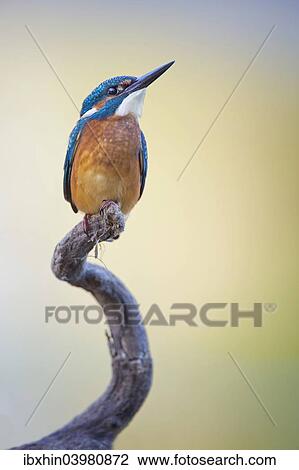 "Kingfisher (Alcedo atthis), young bird on perch, Middle Elbe, Saxony-Anhalt, Germany, Europe" View Large Photo Image Stock Image - "Kingfisher (Alcedo atthis), young bird on perch, Middle Elbe, Saxony-Anhalt, Germany, Europe". Fotosearch