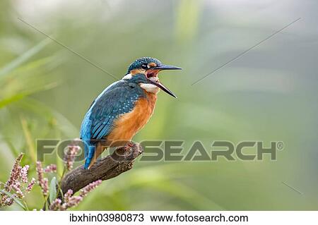 "Kingfisher (Alcedo atthis), young bird regurgitating a pellet, Middle Elbe, Saxony-Anhalt, Germany, Europe" View Large Photo Image Stock Image - "Kingfisher (Alcedo atthis), young bird regurgitating a pellet, Middle Elbe, Saxony-Anhalt, Germany, Europe". Fotosearch