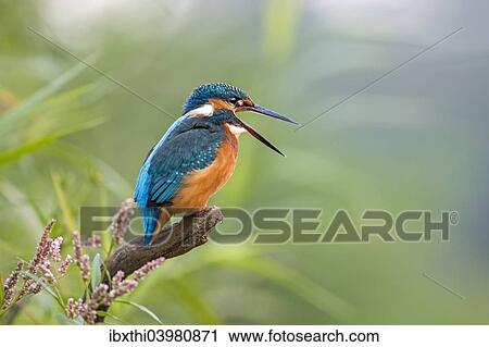 "Kingfisher (Alcedo atthis), young bird regurgitating a pellet, Middle Elbe, Saxony-Anhalt, Germany, Europe" View Large Photo Image Stock Image - "Kingfisher (Alcedo atthis), young bird regurgitating a pellet, Middle Elbe, Saxony-Anhalt, Germany, Europe". Fotosearch