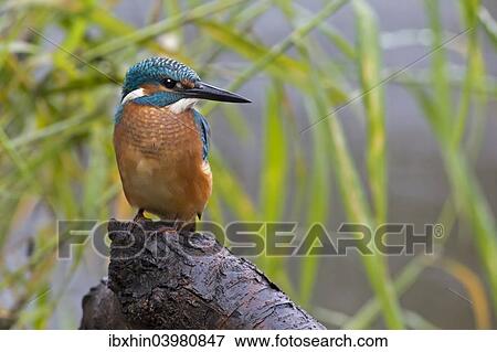 "Kingfisher (Alcedo atthis), young bird in habitat, Middle Elbe, Saxony-Anhalt, Germany, Europe" View Large Photo Image Stock Photo - "Kingfisher (Alcedo atthis), young bird in habitat, Middle Elbe, Saxony-Anhalt, Germany, Europe". Fotosearch