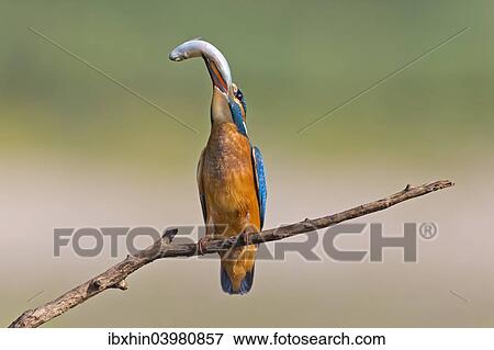 "Kingfisher (Alcedo atthis), young bird with a caught fish, Middle Elbe, Saxony-Anhalt, Germany, Europe" View Large Photo Image Stock Photo - "Kingfisher (Alcedo atthis), young bird with a caught fish, Middle Elbe, Saxony-Anhalt, Germany, Europe". Fotosearch