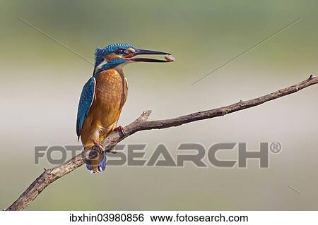 "Kingfisher (Alcedo atthis), young bird with a stone in its beak, Middle Elbe, Saxony-Anhalt, Germany, Europe" View Large Photo Image Stock Photograph - "Kingfisher (Alcedo atthis), young bird with a stone in its beak, Middle Elbe, Saxony-Anhalt, Germany, Europe". Fotosearch
