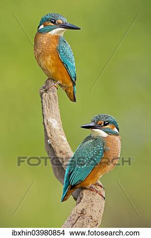 "Kingfisher (Alcedo atthis), young birds, Middle Elbe, Saxony-Anhalt, Germany, Europe" View Large Photo Image Picture - "Kingfisher (Alcedo atthis), young birds, Middle Elbe, Saxony-Anhalt, Germany, Europe". Fotosearch