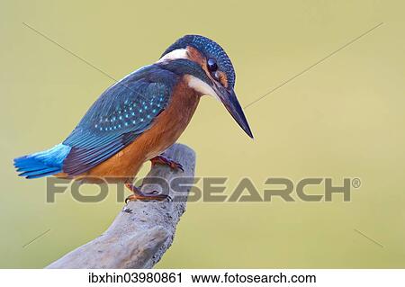 "Kingfisher (Alcedo atthis), young bird, Middle Elbe, Saxony-Anhalt, Germany, Europe" View Large Photo Image Stock Image - "Kingfisher (Alcedo atthis), young bird, Middle Elbe, Saxony-Anhalt, Germany, Europe". Fotosearch