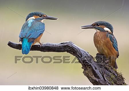 "Kingfisher (Alcedo atthis), young birds in the rain, Middle Elbe, Saxony-Anhalt, Germany, Europe" View Large Photo Image Stock Photo - "Kingfisher (Alcedo atthis), young birds in the rain, Middle Elbe, Saxony-Anhalt, Germany, Europe". Fotosearch