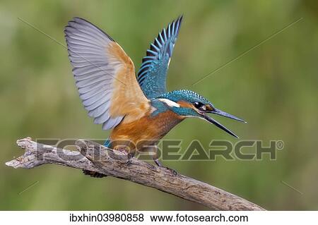 "Kingfisher (Alcedo atthis), young male, threatening, Middle Elbe, Saxony-Anhalt, Germany, Europe" View Large Photo Image Stock Photo - "Kingfisher (Alcedo atthis), young male, threatening, Middle Elbe, Saxony-Anhalt, Germany, Europe". Fotosearch