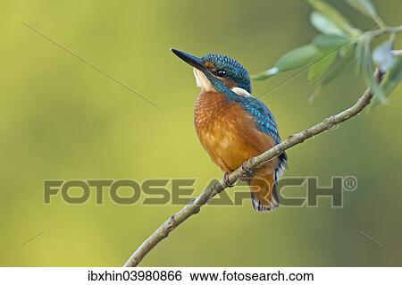 "Kingfisher (Alcedo atthis), young bird, Middle Elbe, Saxony-Anhalt, Germany, Europe" View Large Photo Image Stock Photograph - "Kingfisher (Alcedo atthis), young bird, Middle Elbe, Saxony-Anhalt, Germany, Europe". Fotosearch