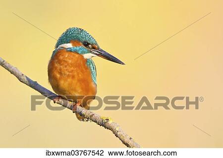 Stock Image - "Kingfisher or Common Kingfisher (Alcedo atthis) perched on a branch, North Hesse, Hesse, Germany, Europe". Fotosearch