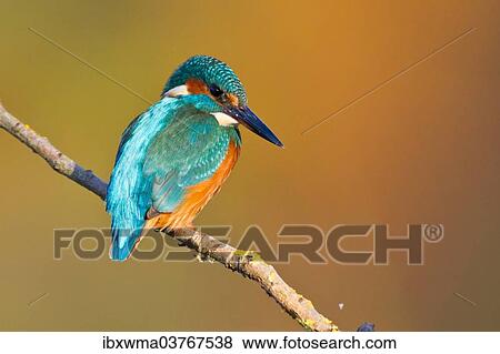 "Kingfisher or Common Kingfisher (Alcedo atthis) perched on a branch, North Hesse, Hesse, Germany, Europe" View Large Photo Image Stock Photo - "Kingfisher or Common Kingfisher (Alcedo atthis) perched on a branch, North Hesse, Hesse, Germany, Europe". Fotosearch