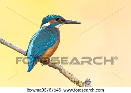 "Kingfisher or Common Kingfisher (Alcedo atthis) perched on a branch, North Hesse, Hesse, Germany, Europe" View Large Photo Image Stock Photograph - "Kingfisher or Common Kingfisher (Alcedo atthis) perched on a branch, North Hesse, Hesse, Germany, Europe". Fotosearch